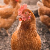 Wisdom Natural Poultry photo